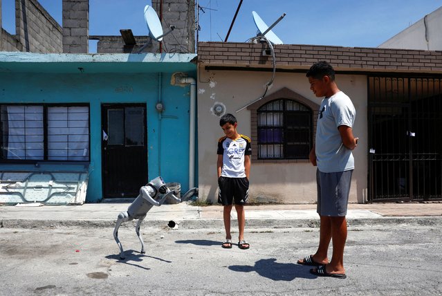 Waldog, a robotic dog used by Mexican Senator Waldo Fernandez as a tool to raise awareness about animal adoption and abuse, greets people with its front paws during a street tour, in Guadalupe, Mexico, on August 8, 2025. (Photo by Daniel Becerril/Reuters)