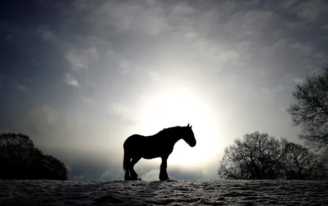 A horse stands in a snow covered field in Keele, Newcastle-under-Lyme, Britain, February 27, 2018. (Photo by Carl Recine/Reuters)