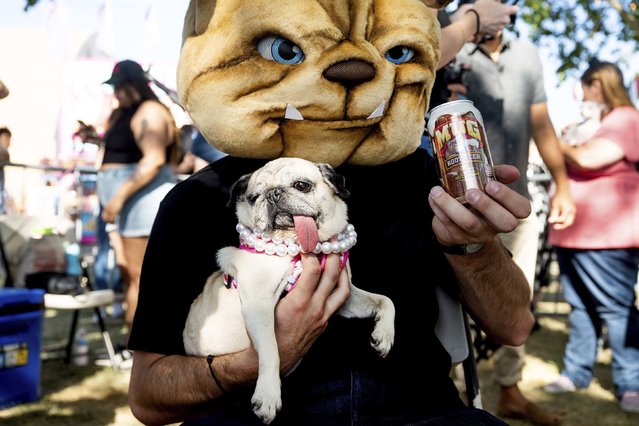 Jinny Lu, a 5-year-old pug, prepares to compete in the World's Ugliest Dog Contest at the Sonoma County Fair in Santa Rosa, California, on Friday, August 8, 2025. Jinny went on to win second place and a spirit award. (Photo by Noah Berger/AP Photo)