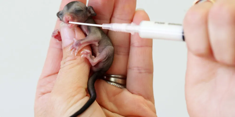 Orphan Sugar Gliders Handed a Second Chance at Life