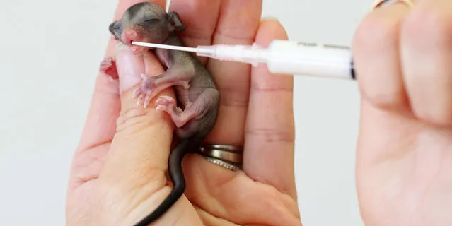 These tiny little sugar gliders are lucky to be alive after surviving a cat attack that killed their mother. Somehow the youngsters, who were just a few days old at the time, and the size of jellybeans, survived and were rushed to the Currumbin Wildlife Hospital in Queensland, Australia. (Photo by Adam Head/Newspix/REX Features)