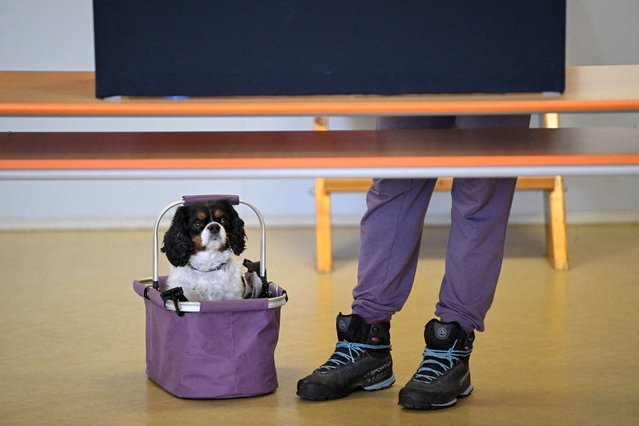 A dog sits in a basket on the ground as its owner votes at a polling station during the parliamentary elections in Brno, Czech Republic, on October 3, 2025. (Photo by Radovan Stoklasa/Reuters)