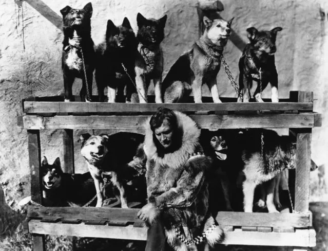 Gunnar Kaasen poses with his original dog team which he drove through a blinding blizzard to Nome, Alaska to deliver an diphtheria serum to save the town from  being wiped out by the disease in 1925. Kaasen's lead log Balto is shown in top row, second from left. Balto led the team through blizzard conditions so severe that Kaasen could not even see his lead dog. (Photo by AP Photo)