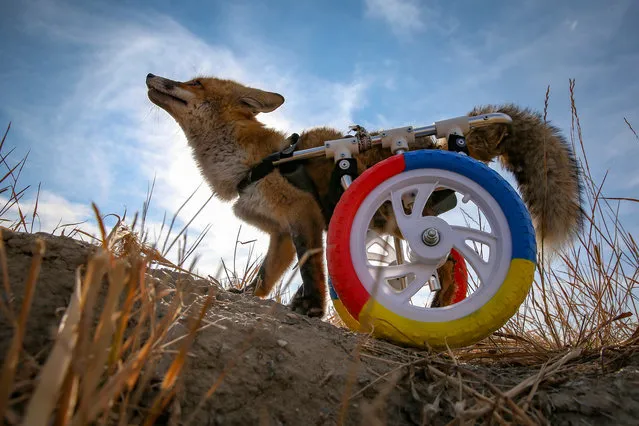 A physically disabled fox walks with its walking wheels wheelchair, developed by an animal lover by Van Yuzuncu Yil University Wildlife Conservation and Rehabilitation Center, after the fox found wounded in the urban countryside in Van, Turkey on December 05, 2020. The fox also received a physical treatment at the center. (Photo by Ozkan Bilgin/Anadolu Agency via Getty Images)