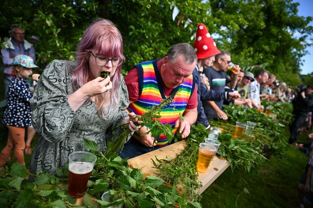 Competitor Jenny Carden takes part in the World nettle eating contest, on June 22, 2024 in Waytown, United Kingdom. The contest, currently held at Dorset Nectar Cider Farm, began in the late 1980s when two farmers argued over who had the longest stinging nettles in their field evolving into the World Nettle Eating Championships where participants eat the nettle leaves from 2-foot-long stalks for half an hour. The person who eats the longest length of nettles is crowned Nettle King and the Nettle Queen. (Photo by Finnbarr Webster/Getty Images)