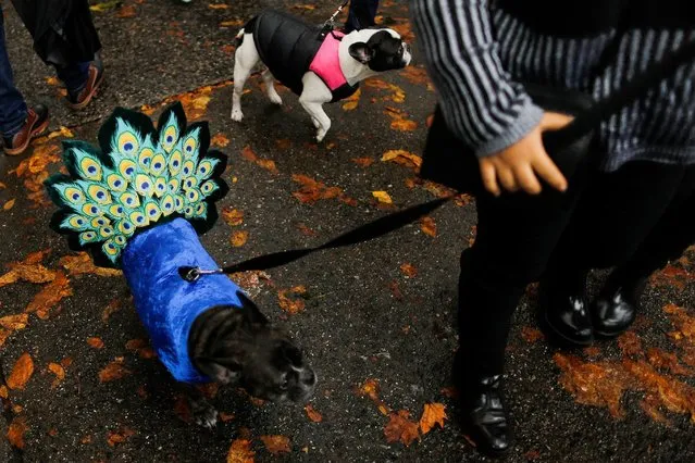 Dogs take part in the annual halloween dog parade at Manhattan’s Tompkins Square Park in New York, U.S. October 22, 2016. (Photo by Eduardo Munoz/Reuters)