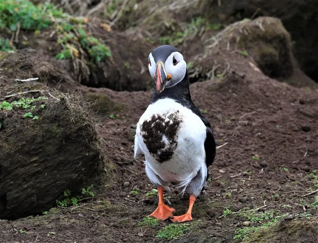 A muddy Atlantic Puffin is seen on the island of Skomer, off the coast of Pembrokeshire, Wales, Britain on April 23, 2023. (Photo by Rebecca Naden/Reuters)
