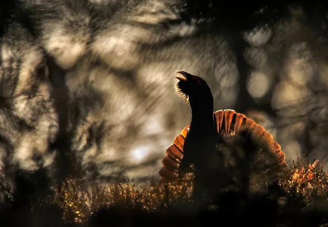 Runner-up Birds : Capercaillie by Bernt Østhus – (Norway). ‘Over the course of the years I have often witnessed how the sun moves across the ridge where the capercaillies would carry out their mating ritual. So I had a pretty good idea where to pitch my hide to take a photograph in which the backlight filtering through the trees would make the bird appear as a silhouette. (Photo by Bernt Østhus/GDT European Wildlife Photographer of the Year 2015)