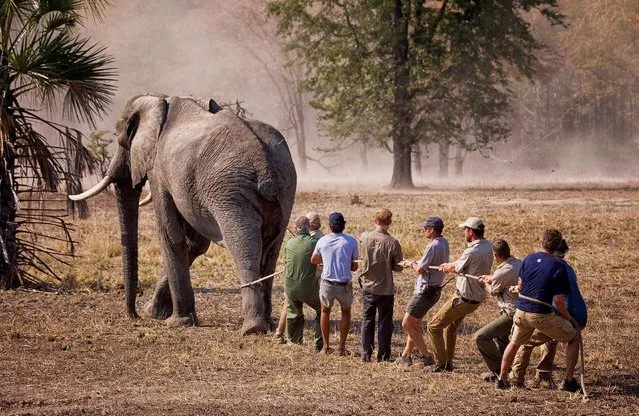 This handout image released by Kensington Palace on October 28, 2016 shows Prince Harry while he worked in Malawi with African Parks as part of an initiative involving moving 500 elephants over 350 kilometers across Malawi from Liwonde National Park and Majete Wildlife Reserve to Nkhotakota Wildlife Reserve. Prince Harry says of the picture: “This big bull (male) elephant refused to lie down after it had been darted with tranquilliser.After about seven minutes the drug began to take effect and the elephant became semi-conscious,but it continued to shuffle for awhile! They have a tendency to hone in on forests, rivers and people when in this state. Here we are trying to slow him down!”.  (Photo by Frank Weitzer/African Parks/Kensington Palace via Getty Images)