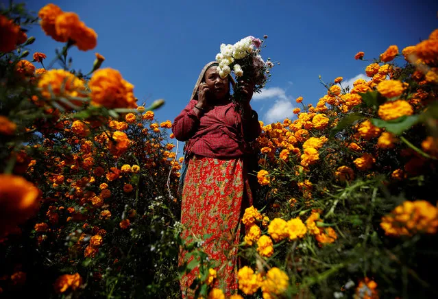 A woman speaks on her phone as she carries a basket filled with marigold flowers used to make garlands and offer prayers for the Tihar festival, also called Diwali, in Kathmandu, Nepal October 29, 2016. The flowers will be sold at the “Market of the flower”. (Photo by Navesh Chitrakar/Reuters)