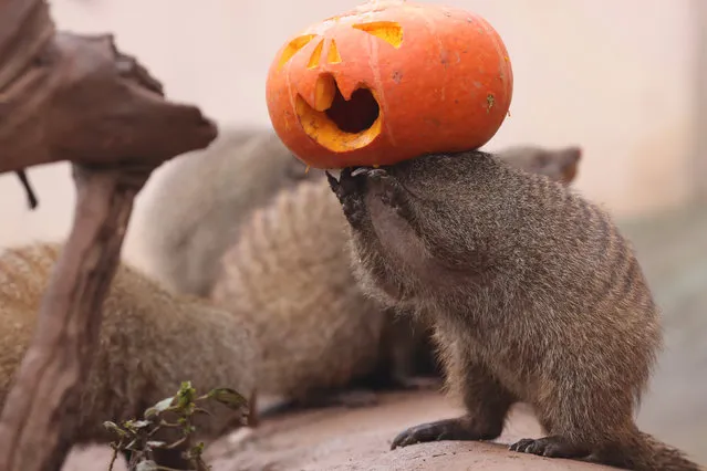 A banded mongoose plays with a Halloween pumpkin at a zoo in Chongqing, China, October 29, 2016. (Photo by Reuters/Stringer)