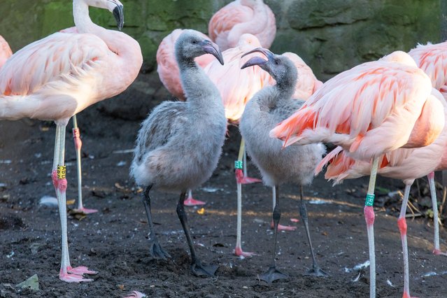 Edinburgh Zoo’s first flamingo chicks for nine years have been named Douglas and Derek on December 10, 2025. (Photo by Edinburgh Zoo)