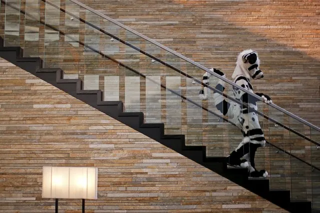 An attendee wearing a "fursuit" costume walks down the stairs at the Midwest FurFest in the Chicago suburb of Rosemont, Illinois, United States, December 4, 2015. Over 5000 people gathered to follow the Furry Fandom based on anthropomorphic animals, animated cartoon characters with human characteristics, or “Furries”. Picture taken December 4, 2015. (Photo by Jim Young/Reuters)
