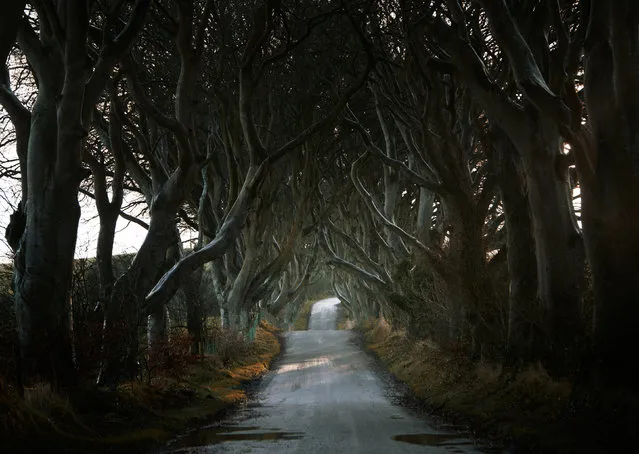 The Dark Hedges lined the roads of Northern Ireland- filming location for the Game of Thrones. (Photo by Andy Lee/Caters News)