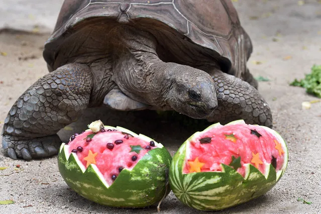 A Taronga Zoo Giant Tortoise plays with its Christmas treats designed to challenge and encourage the animal's natural skills in Sydney on December 4, 2015. (Photo by William West/AFP Photo)