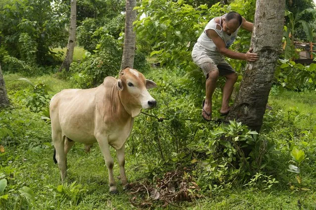 A farmer ties his cow as they bring them to a pooling center outside the 6-kilometer “permanent danger zone” near Mayon Volcano in Daraga, Albay province, northeastern Philippines, Sunday, June 11, 2023. (Photo by Aaron Favila/AP Photo)