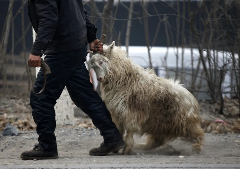 “Year of the Sheep”