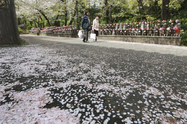 People wearing face masks to protect against the spread of the coronavirus walk under cherry blossoms in Tokyo, Tuesday, March 30, 2021. Japan's favorite flower, called “sakura”, started blooming earlier this month and has already peaked in many places, setting the earliest records in more than a dozen cities across the country. (Photo by Koji Sasahara/AP Photo)