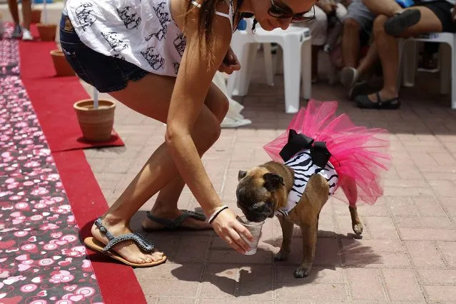 A woman gives water to her dog wearing a bridal veil as they attend a symbolic pets wedding during Valentine's Day celebrations organized by a local municipality in Lima February 14, 2015. (Photo by Enrique Castro-Mendivil/Reuters)