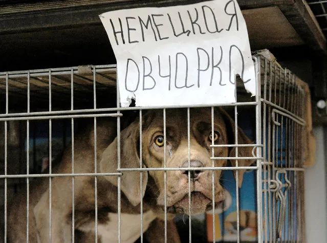 A puppy for sale at the Sadovod Shopping Center on the 14 th km of the Moscow Automobile Ring Road (MKAD) near Moscow, Russia on August 30, 2018. (Photo by Viktor Drachev/TASS)