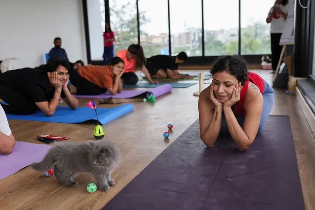 Surbhi Sachdeva, a yoga trainer, looks on as participants perform yoga as the kittens play around them at a yoga session, which was organised by Pawhour, at a studio in New Delhi, India on August 6, 2023. (Photo by Anushree Fadnavis/Reuters)