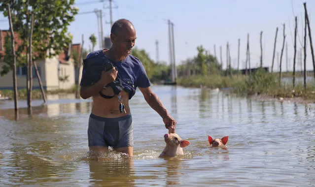 A man wades through a flooded street with two pigs following Typhoon Rumbia, at a village in Shouguang, Shandong province, China on August 23, 2018. (Photo by Reuters/China Daily)