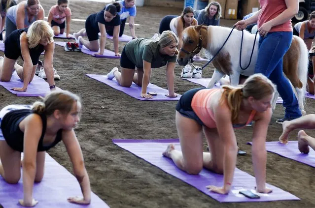 Fairgoers take a yoga class with miniature horses at the Livestock Pavilion at the Iowa State Fair in Des Moines, Iowa, U.S. August 13, 2023. (Photo by Evelyn Hockstein/Reuters)