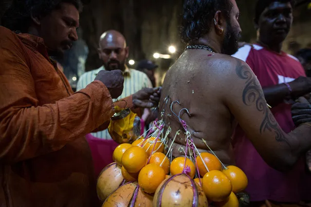 A man’s back is pierced with hooks weighted with fruit during the Thaipusam festival celebrations in Kuala Lumpur on January 24, 2016. (Photo by Guillaume Payen/NurPhoto/Corbis)