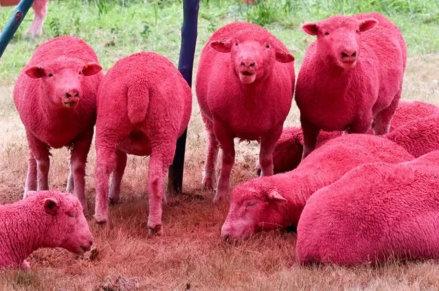 A general view of the pink sheep during day one of Latitude Festival 2022 at Henham Park on July 21, 2022 in Southwold, England. (Photo by Dave J. Hogan/Getty Images)