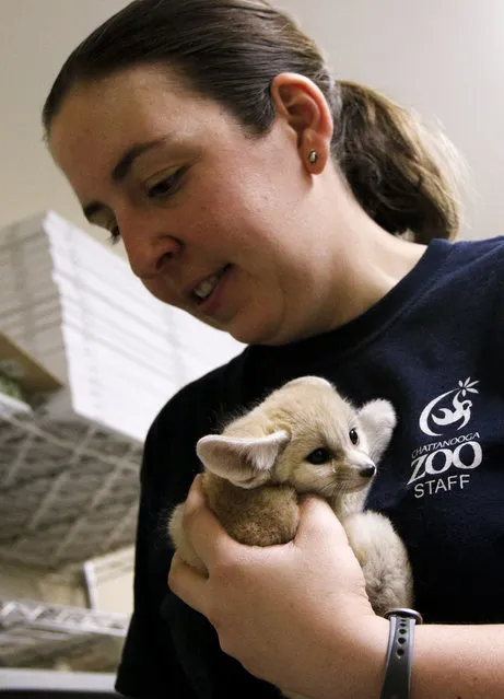 Animal keeper Caiti Robinson weighs a male fennec fox kit Thursday, March 12, 2015, behind the scenes of the desert habitats exhibit at the Chattanooga Zoo in Chattanooga, Tenn. The male is one of two 6-week-old kits born to a single fennec fox mother at the zoo in January. Though they were weighing the kits every other day, now that they are older the zoo has transitioned to weighing them once a week. (Photo by Doug Strickland/AP Photo/Chattanooga Times Free Press)