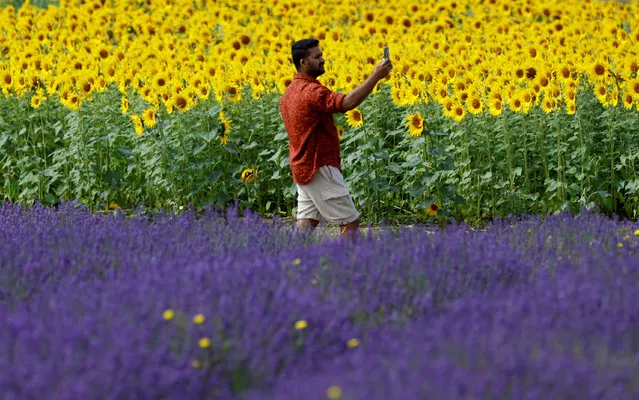 A man walks amongst rows of plants and sunflowers at Hitchin Lavender farm in Ickleford, Britain on August 1, 2023. (Photo by Peter Cziborra/Reuters)