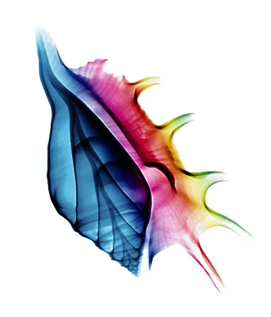 A coloured X-ray of a seashell. (Photo by Paula Fontaine/Barcroft Media)