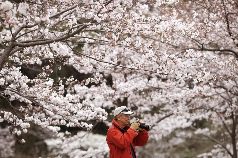 Cherry Blossoms in Japan