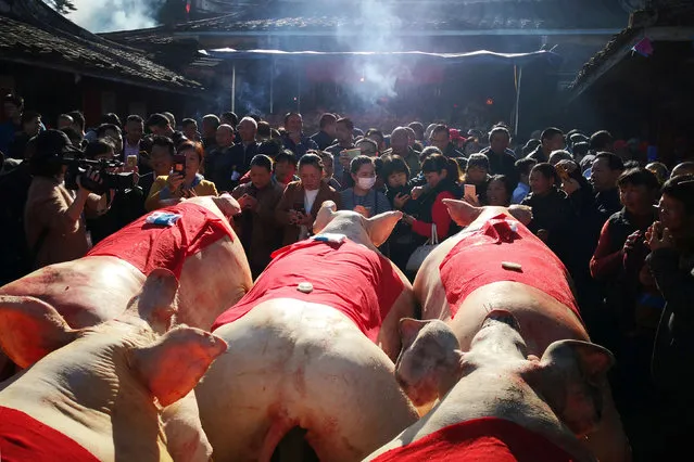 People look at pig carcasses during a contest to choose the biggest pig, in front of an ancestral hall at a village in Datian county, Fujian province, China November 30, 2018. (Photo by Reuters/China Stringer Network)
