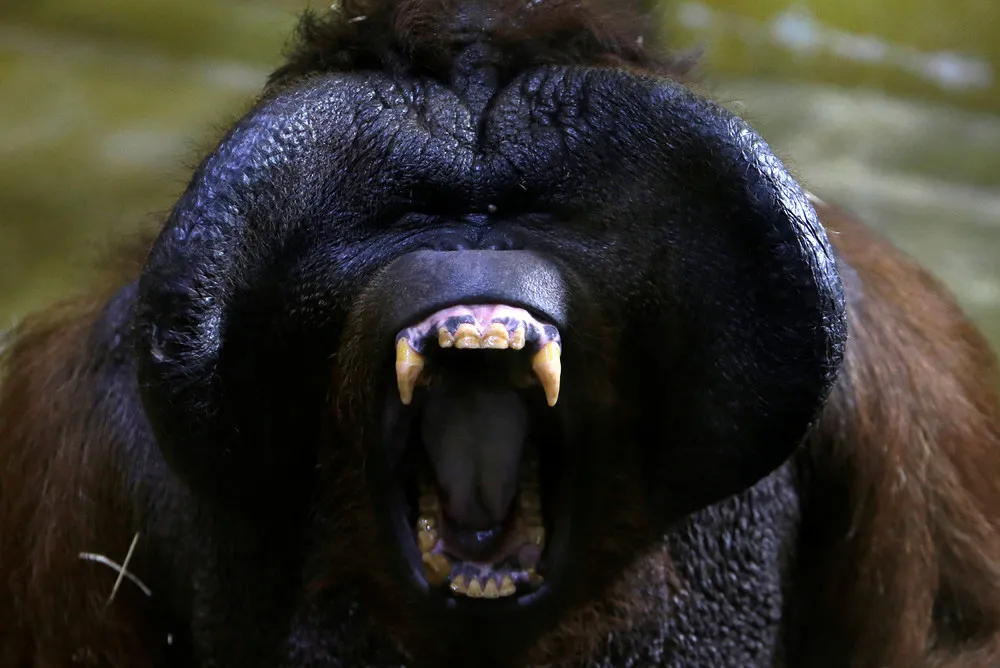 Orangutan Born at the Usti nad Labem Zoo