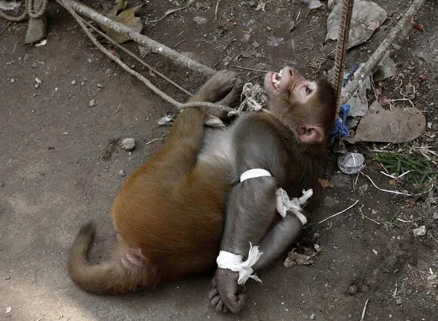 A monkey is tied to an iron scaffolding by forest department officials after residents filed complaints of monkey menace in the area in Mumbai, India, Friday, February 5, 2016. (Photo by Rajanish Kakade/AP Photo)