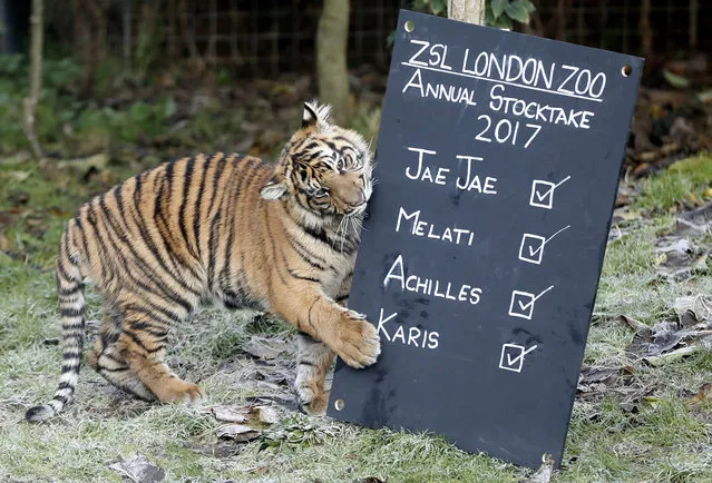 One of the six month old Sumatran tiger cubs Achilles or Karis plays with a blackboard during a photo call for the annual stock take at London Zoo in London, Tuesday, January 3, 2017. Caring for more than 750 different species, ZSL London Zoo's keepers face the challenging task of tallying up every mammal, bird, reptile, fish and invertebrate at the Zoo. (Photo by Kirsty Wigglesworth/AP Photo)