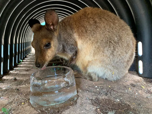 This recent undated handout photo released to AFP on January 24, 2019 by the Adelaide Zoo shows Warru, a black-footed rock wallaby, licking an ice bowl to cool down in the heat at Adelaide Zoo in the South Australia city of Adelaide. Temperatures in southern Australia topped 49 degrees Centigrade (120 F) on January 24, shattering previous records as sizzling citizens received free beer and heat-stressed bats fell from trees. (Photo by Adelaide Zoo via AFP Photo/Handout)