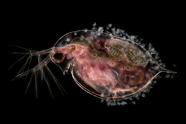 Ninth place: a water flea carrying embryos and peritrichs. (Photo by Jan van IJken Photography and Film/Nikon Small World Photomicrography 2021)