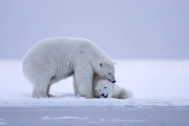 Polar Bear – mother with cub. (Photo by Sylvain Cordier/Caters News)