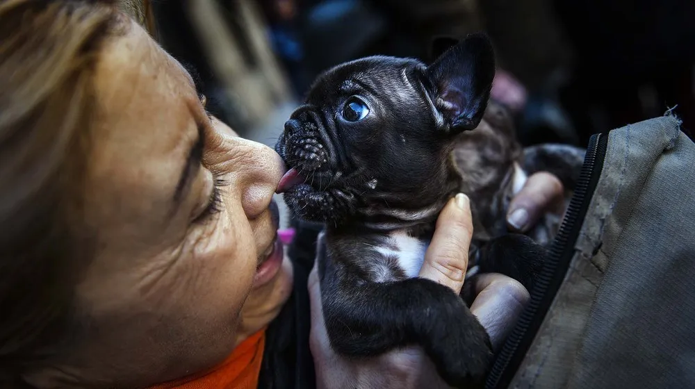 The Week in Pictures: Animals, January 10 – January 17, 2014