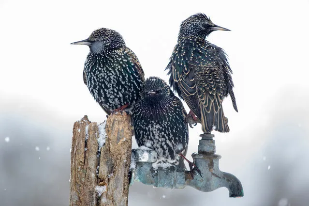 First place, Wildlife in the Garden. “A heavy snowfall brought a lot of hungry birds to my garden feeder. This old nearby tap provided aconvenient resting place for this trio of starlings while they waited for their turn to feed”. (Photo by Jonathan Need/The Guardian)