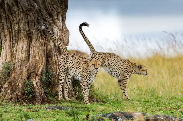 Cheetahs marking their territory in the grasslands of Masai Mara, Kenya. (Photo by Ingo Gerlach/Barcroft Images)