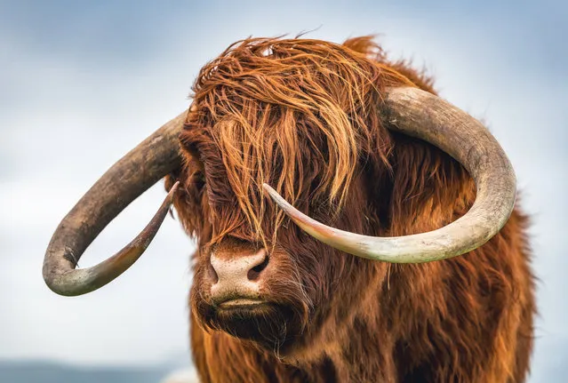 A Highland cow, a hardy breed able to withstand wild coastal weather, on February 10 2024 at Eggardon Hill in Dorset, site of a prehistoric hillfort with panoramic views of the surrounding countryside and the English Channel to the south. (Photo by Daryl Gill/South West News Service)