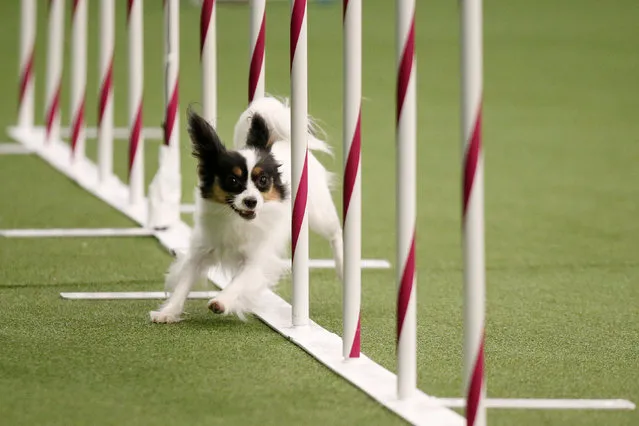 Sparkle, a Papillon, competes in the  Masters Agility Championship Finals competition during the 141st Westminster Kennel Club Dog Show in New York City, U.S. February 11, 2017. (Photo by Brendan McDermid/Reuters)