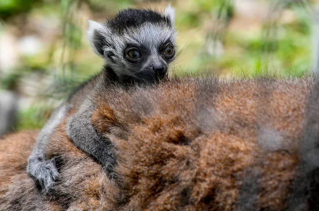 A baby lemur sits on his mother's back during a sunny day at the Zoo in Skopje, Republic of North Macedonia, 25 April 2019. Seven lemurs were born in the last months in Skopje's Zoo. (Photo by Georgi Licovski/EPA/EFE)