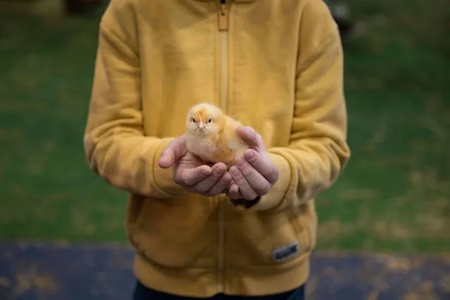 A boy holds a chick at the Paris International Agricultural Show on Friday, March 1, 2024. (Photo by Jeanne Accorsini/Sipa Press via AP Photo)