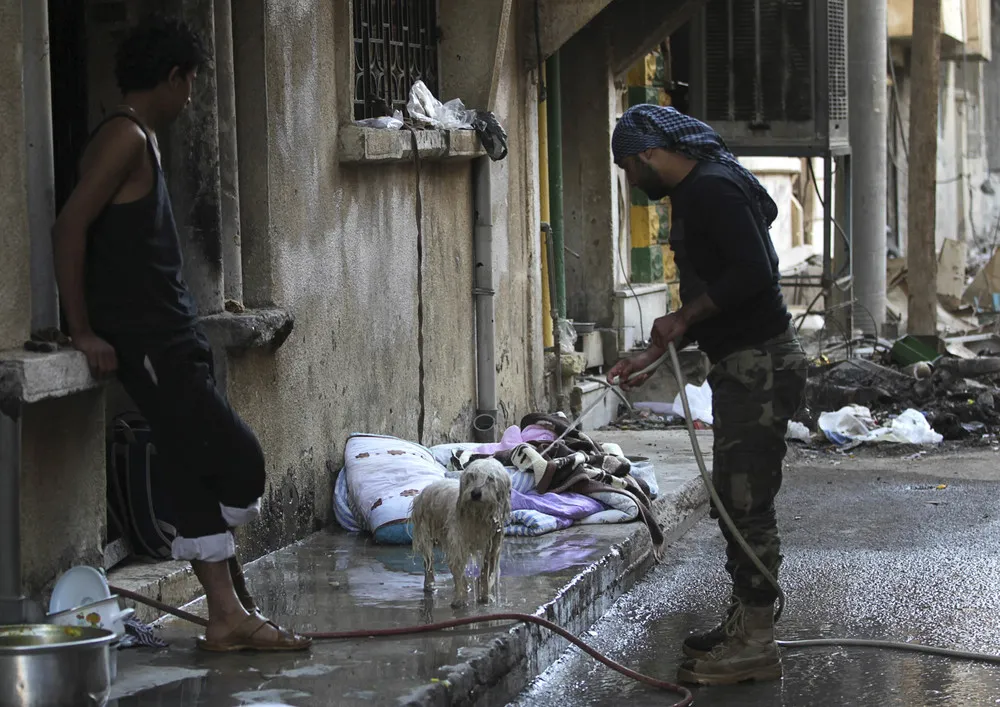 Animals in a Warzone