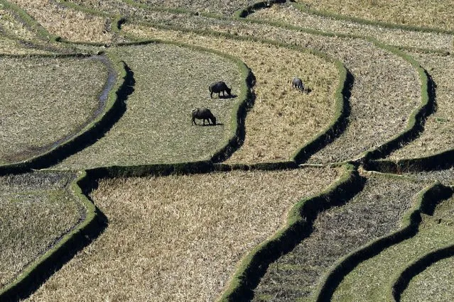 Water buffaloes graze on terraced rice fields in Vietnam's northern Yen Bai province on November 29, 2021. (Photo by Nhac Nguyen/AFP Photo)