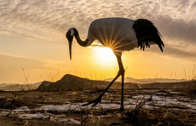 A red-crowned crane walks on a sandy beach by the Boismana Bay in Primorye Territory, Russia on December 20, 2021. The crane was supposed to migrate with other birds in late autumn, but for reasons unknown it remained on the beach by the Boismana Bay where it has been wandering in search of food for almost a month now. Red-crowned cranes are described as being vulnerable on the IUCN Red List of Threatened Species. (Photo by Yuri Smityuk/TASS)